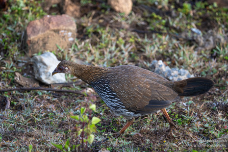 Sonnerathuhn Gray Junglefowl