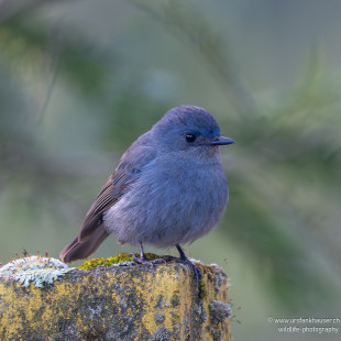 Nilgirischnäpper Nilgiri Flycatcher