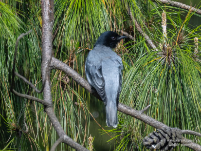Schwarzkopf-Raupenfänger Black-headed Cuckooshrike