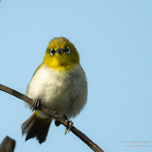 Gangesbrillenvogel Indian White-eye