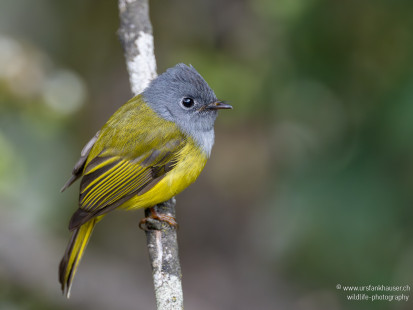 Graukopfschnäpper Gray-headed Canary-Flycatcher