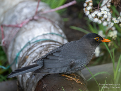Indienamsel Indian Blackbird