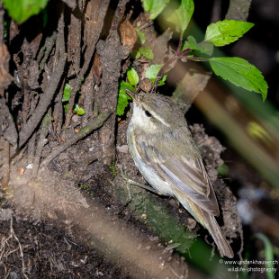 Grünlaubsänger Greenish Warbler