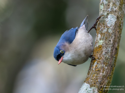 Samtstirnkleiber Velvet-fronted Nuthatch