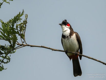 Rotohrbülbül Red-whiskered Bulbul