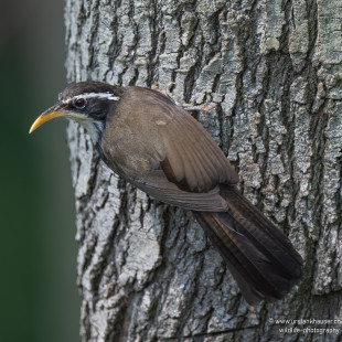 Horsfieldsäbler Indian Scimitar-Babbler