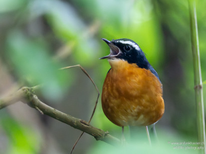 Orangenachtigall Indian Blue Robin