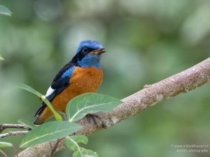 Blaukopfrötel Blue-capped Rock-Thrush