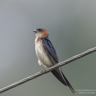 Strichelrötelschwalbe Eastern Red-rumped Swallow