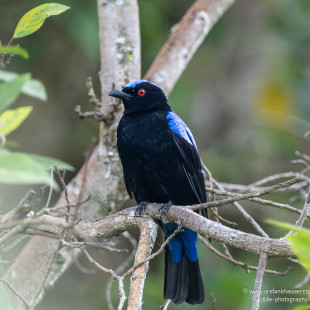Türkisfeenvogel Asian Fairy-bluebird