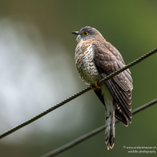 Wechselkuckuck Common Hawk-Cuckoo