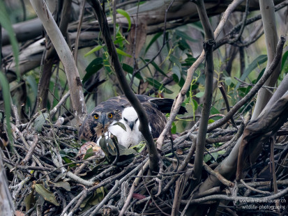 Ceylonhaubenadler Legge's Hawk-Eagle