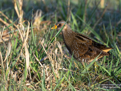 Tüpfelsumpfhuhn