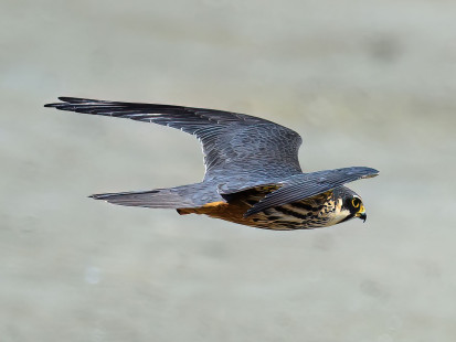 Baumfalke