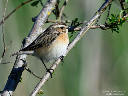 Braunkehlchen