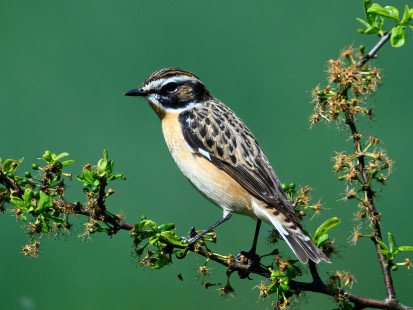 Braunkehlchen