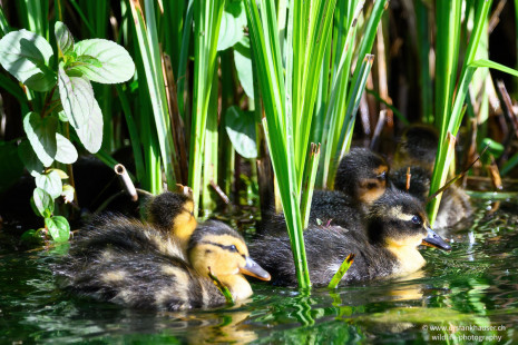 Hybrid-Stockenten-Küken