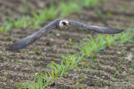 Rotfussfalke