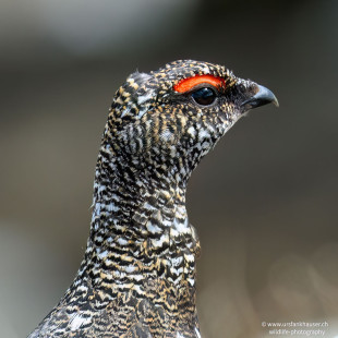 Alpenschneehuhn