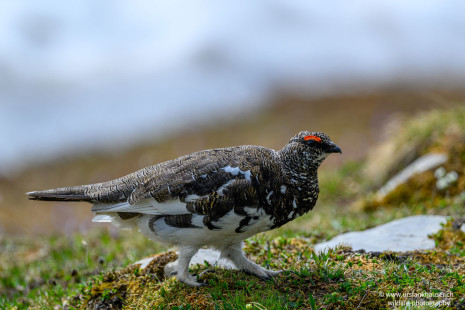 Alpenschneehuhn