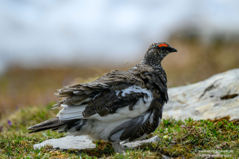 Alpenschneehuhn