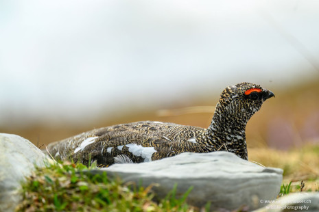 Alpenschneehuhn