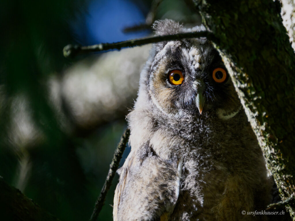 Waldohreule-Jungvogel