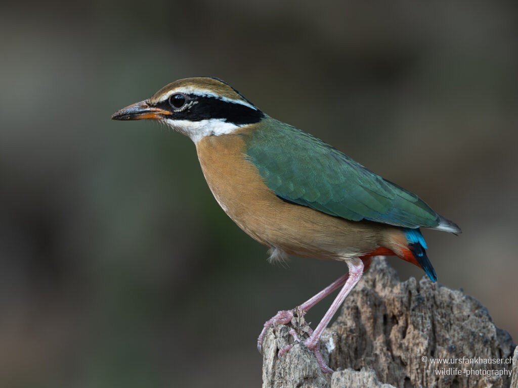Bengalenpitta Indian Pitta